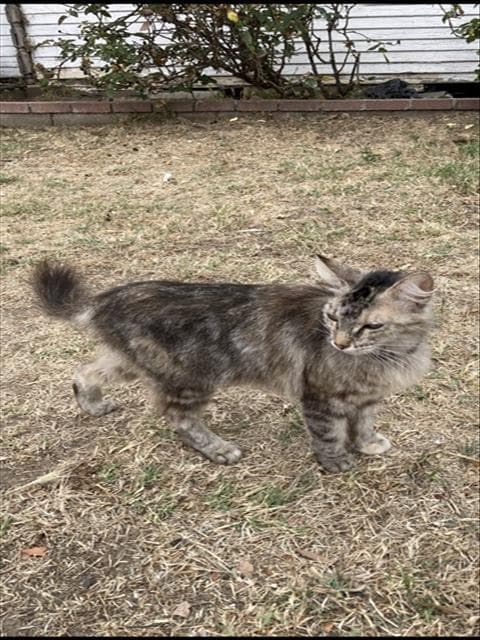 M Rose - Domestic Short Hair