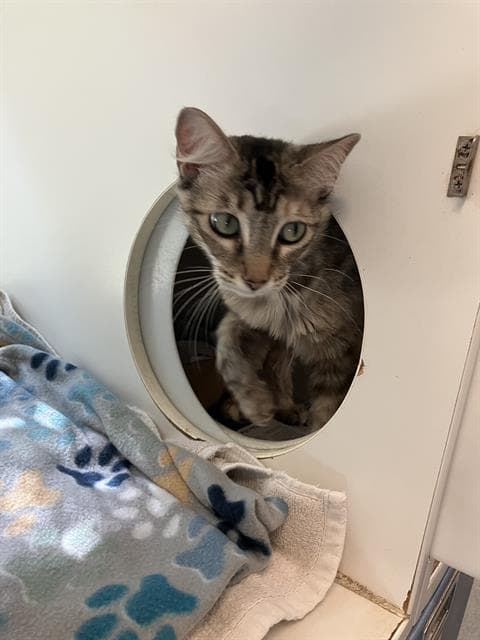 M Rose - Domestic Short Hair