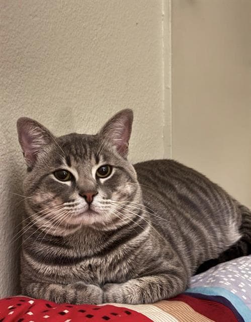 Simba - Domestic Short Hair