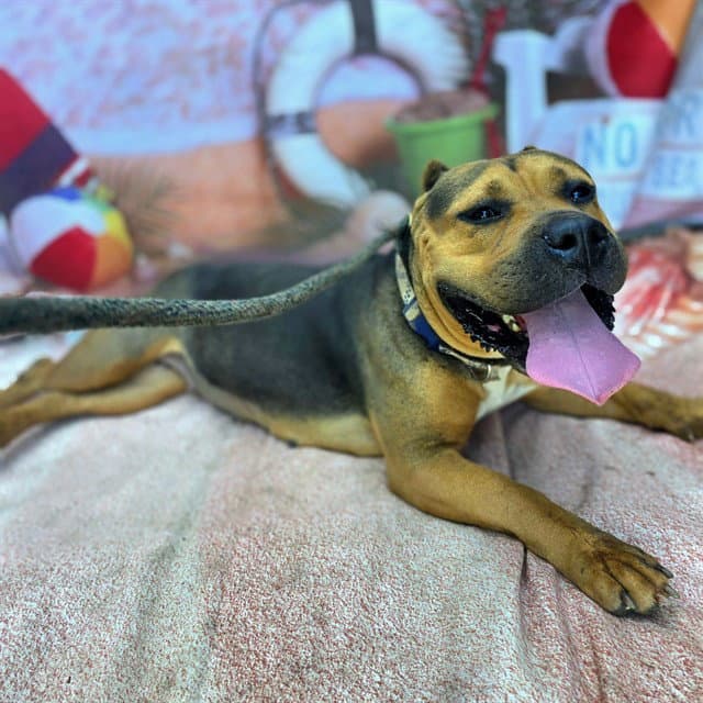 Sheeba - Pit Bull Terrier