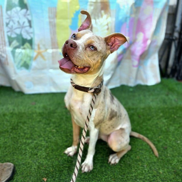 Minnie - Pit Bull Terrier