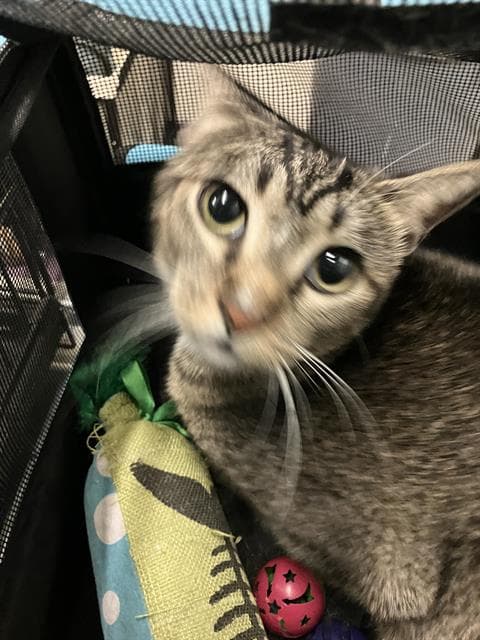 Oli - Domestic Short Hair