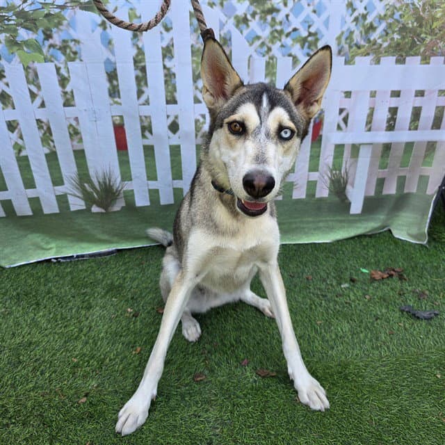 Gypsy - Siberian Husky