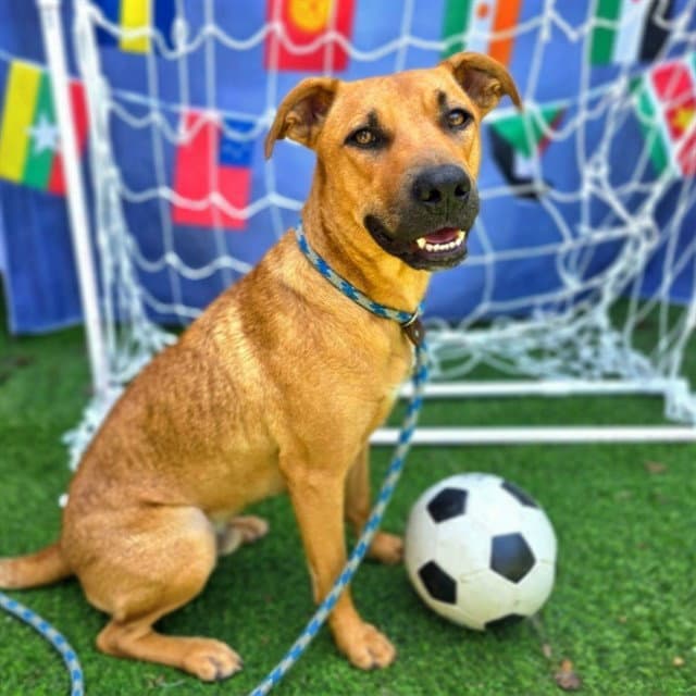 Nana - Labrador Retriever