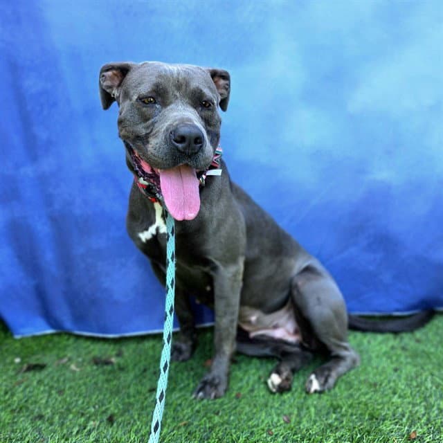 Ella - Pit Bull Terrier