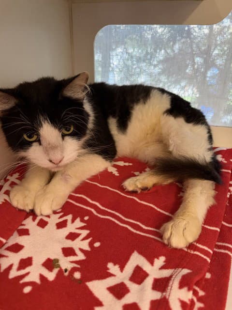 Squibble - Domestic Short Hair