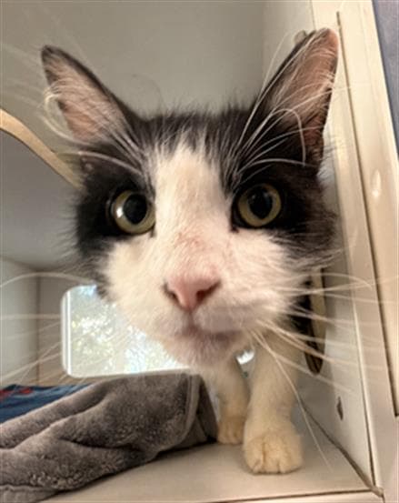 Squibble - Domestic Short Hair
