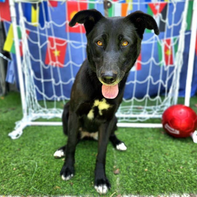 Primrose - Labrador Retriever
