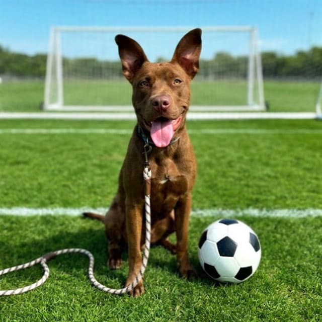 Dunson - Labrador Retriever
