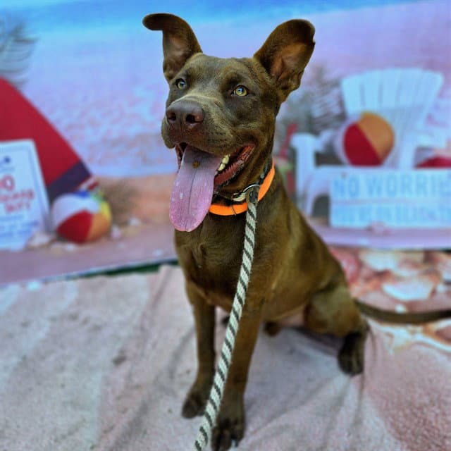 Dunson - Labrador Retriever