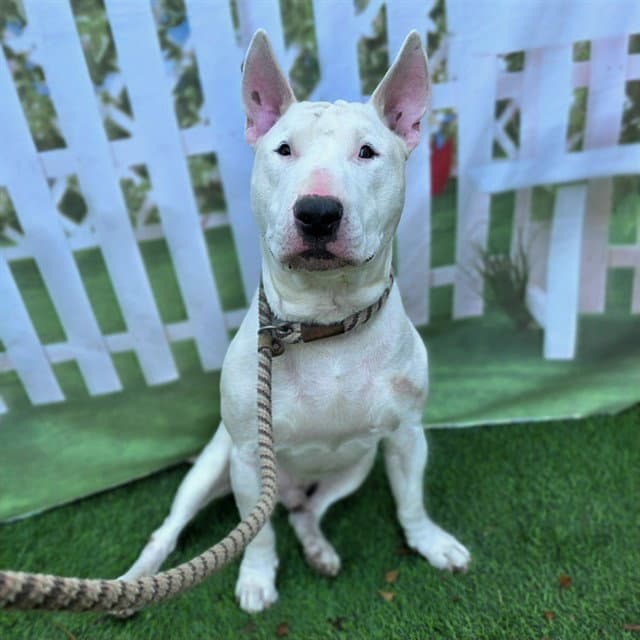Why - Bull Terrier