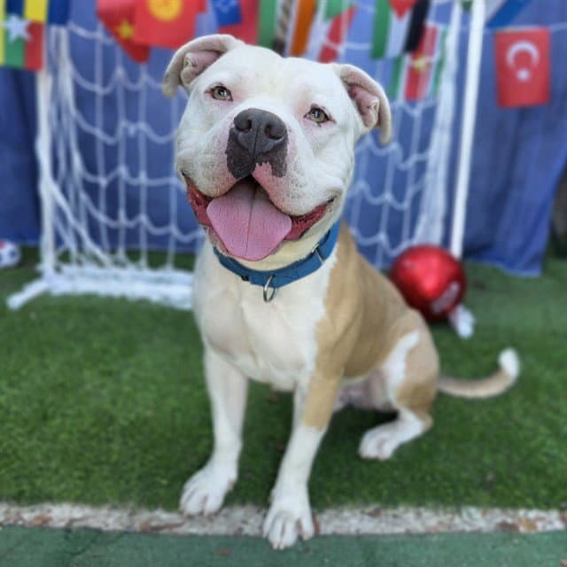 Mr Worldwide - Pit Bull Terrier