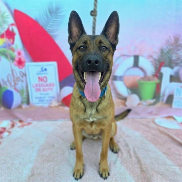 Fender - German Shepherd Dog