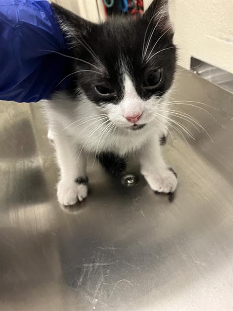 Leonardo - Domestic Short Hair