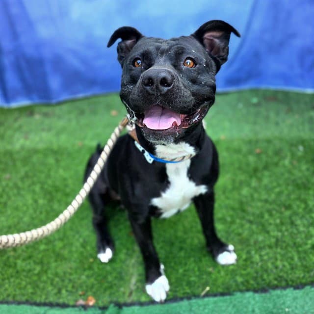 King Arthur - Pit Bull Terrier