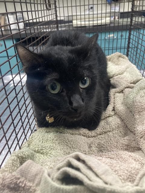 Farley - Domestic Short Hair