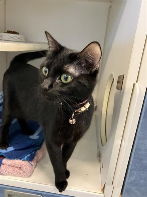 Farley - Domestic Short Hair