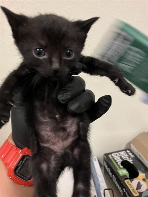 Emmy - Domestic Short Hair