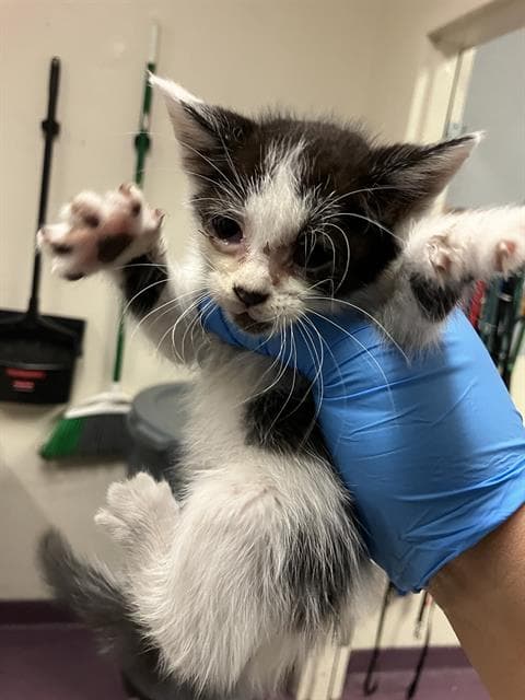 Oreo - Domestic Short Hair