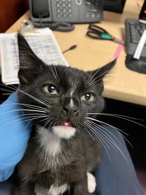 Unknown - Domestic Short Hair