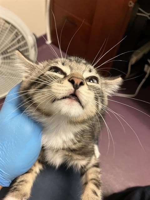 Unknown - Domestic Short Hair