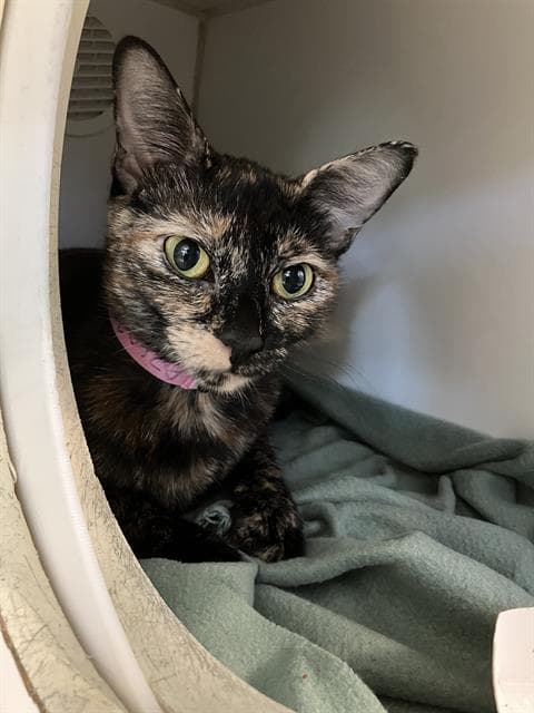 Rosalina - Domestic Short Hair