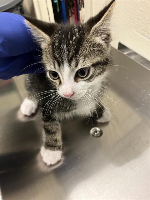 Thyme - Domestic Short Hair