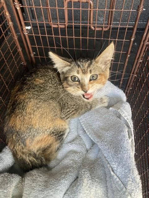 Ginny - Domestic Short Hair