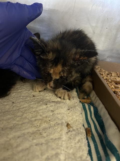 Shelby - Domestic Short Hair