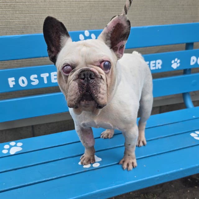 Pecos Bill - French Bulldog