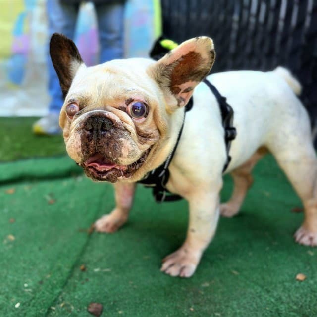 Pecos Bill - French Bulldog