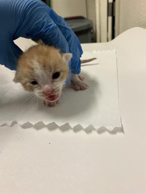 Tangerine - Domestic Short Hair