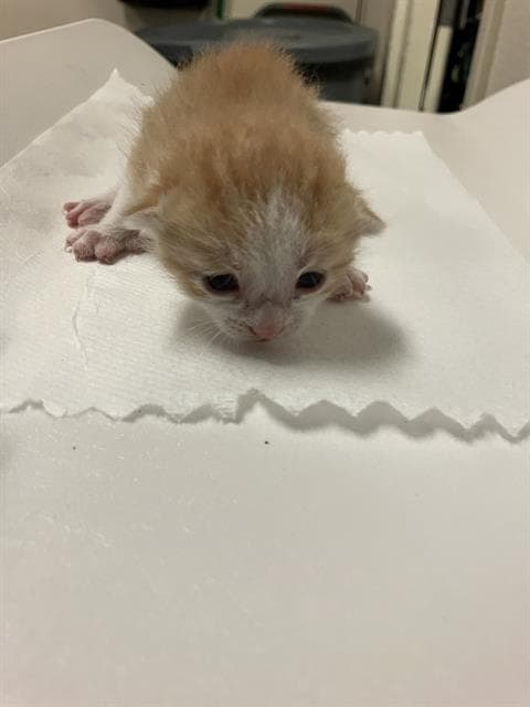Lady Marmalade - Domestic Short Hair