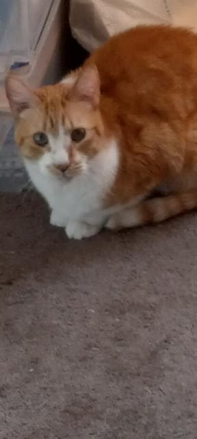 Meko