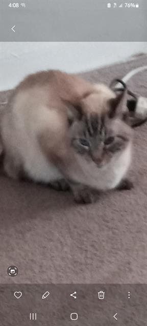Chickenne - Domestic Short Hair