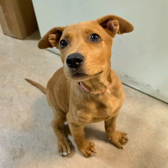 Nicole - Labrador Retriever