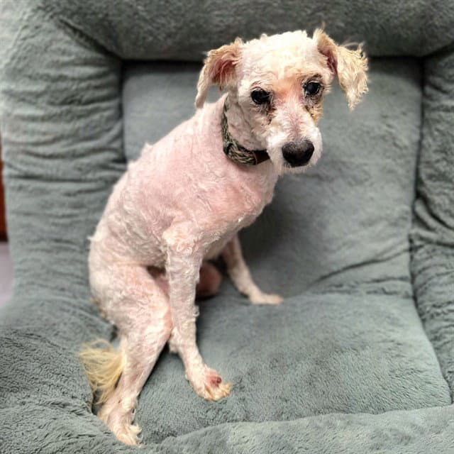 Snoopy -Chepo - Poodle (Miniature)