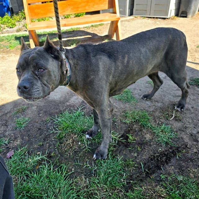 Georgina - Cane Corso Mastiff