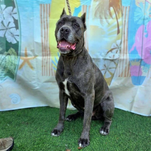Georgina - Cane Corso Mastiff