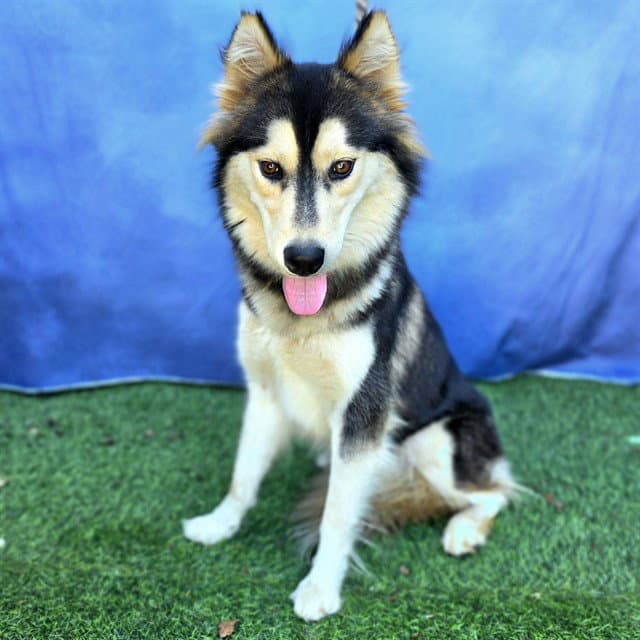Honey - Siberian Husky