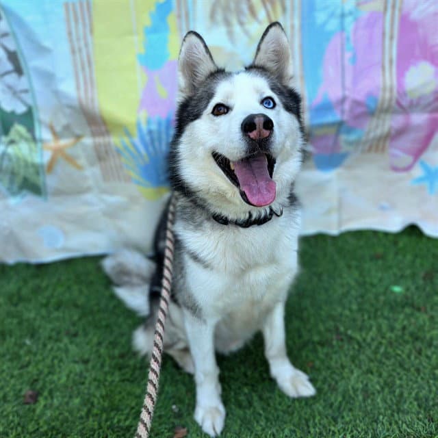 Gordi - Siberian Husky