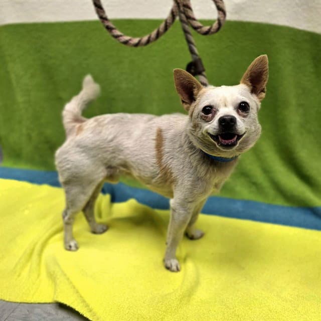 Sir Lancelot - Chihuahua