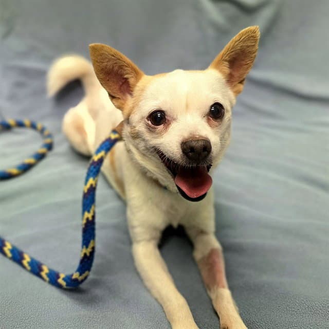 Sir Lancelot - Chihuahua
