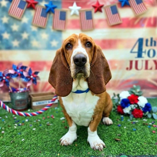Stretch - Basset Hound