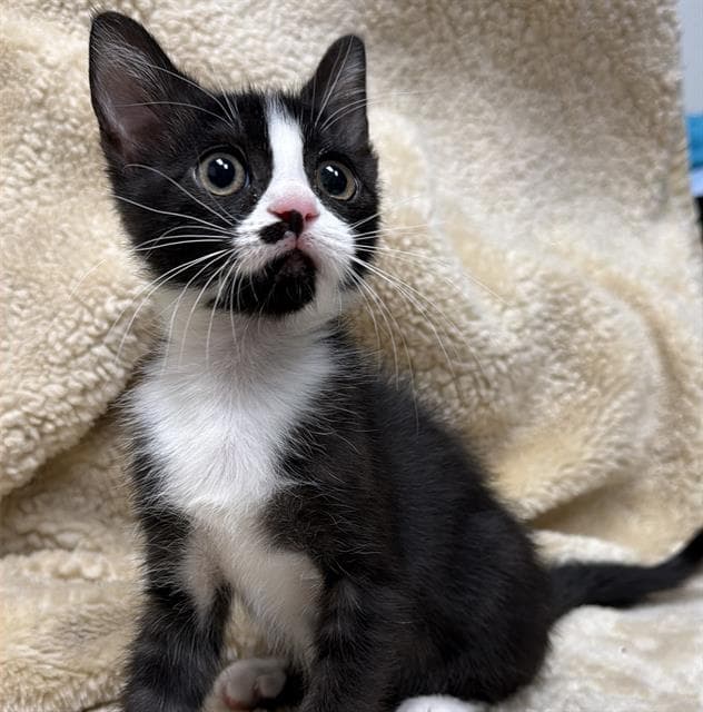 Daisy - Domestic Short Hair