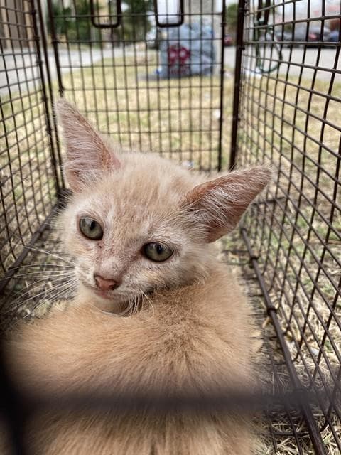 Zeke - Domestic Short Hair