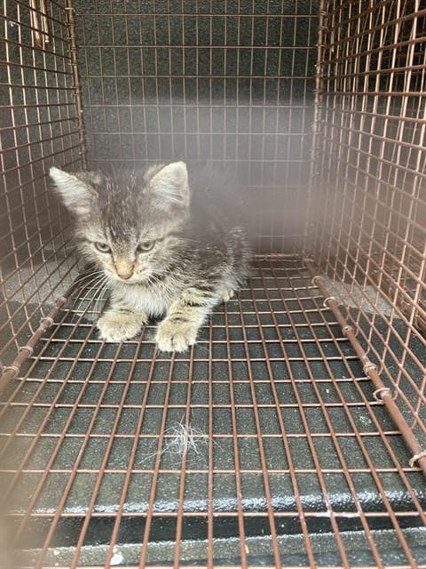 Zion - Domestic Short Hair