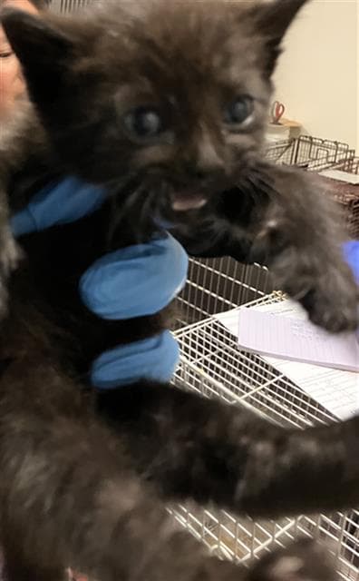 Bob - Domestic Short Hair