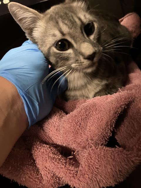 Brad - Domestic Short Hair