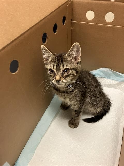 Miley - Domestic Short Hair
